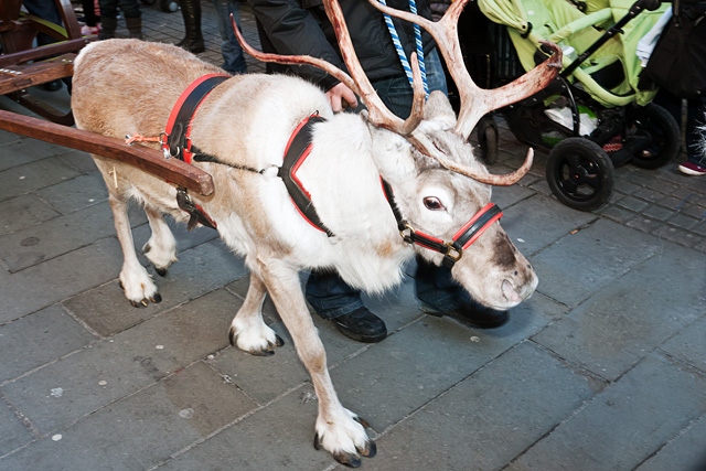 Santa’s reindeer will be flying into town and resting on The Butts between 11am – 3pm on Saturday 6 December where children can pet the reindeer and have their photograph taken 