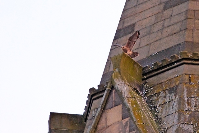 Peregrine Falcons nesting in the Town Hall clock tower