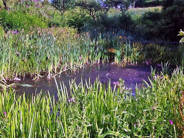 Broadfield Park Pond