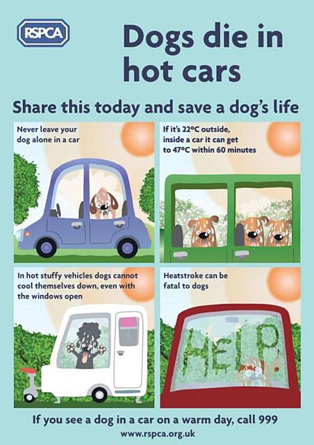 Remember dogs die in hot cars. If it's 22 degrees outside it can reach 47 degrees inside your vehicle