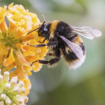 Great British Bee Count 2015