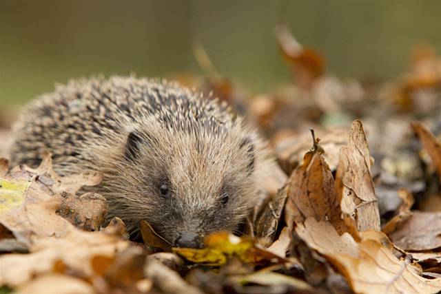 Hedgehog foraging amongst leaves in garden