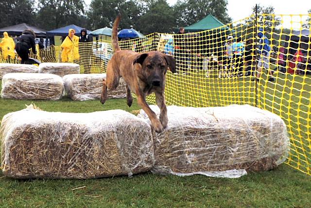 Lively pooches loved the steeplechase at the Dogs Trust Summer Fun Day 