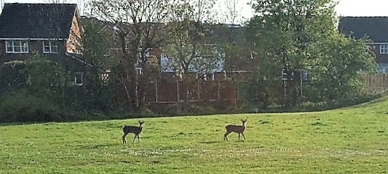 Deer on Heritage Green which has been approved as a village green in Norden