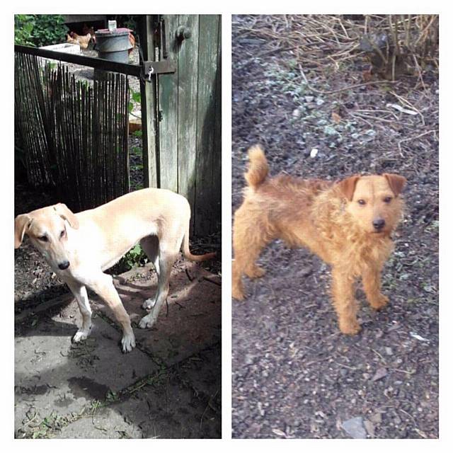 Ronnie (left) has since been reunited with his owner but Roy (right) is still missing