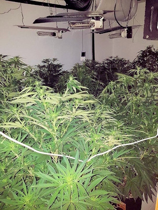 Police uncovered a 'sophisticated' cannabis farm in Firgrove