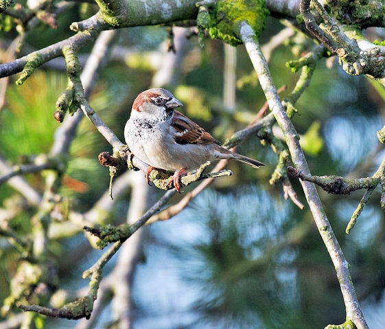 House sparrows in your garden are a great sign that local wildlife is doing well