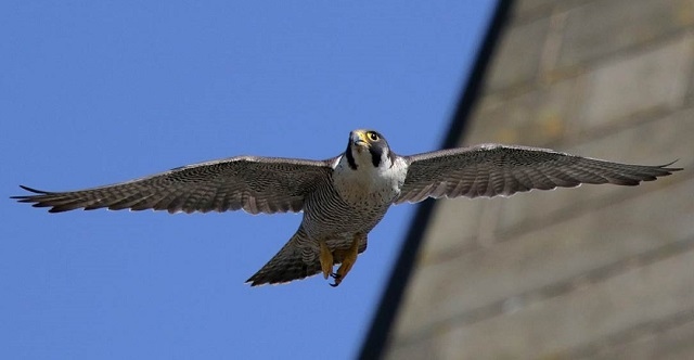 A Peregrine Falcon providing a spectacular sight at Rochdale Town Hall