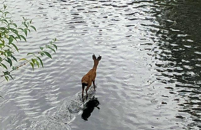 Fawn in river