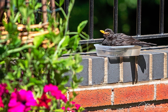 Blackbird cooling off in a plastic tub full of water 