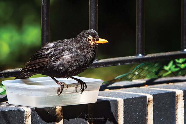 Blackbird coming for a drink from a plastic tub full of water 