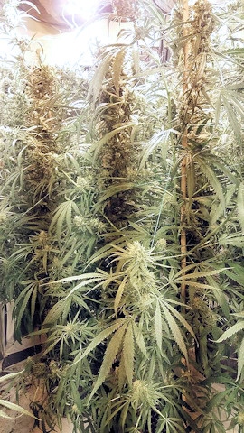 164 cannabis plants were found 
