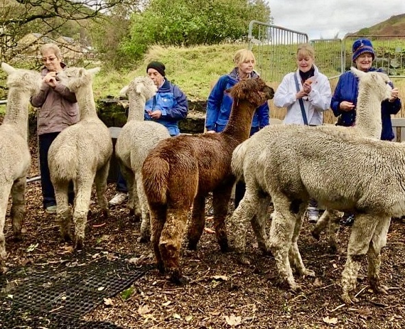 HMR Circle visit to an alpaca farm