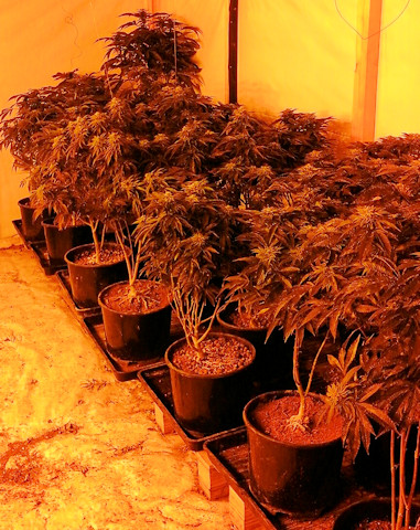 Some of the cannabis plants from this morning's raid