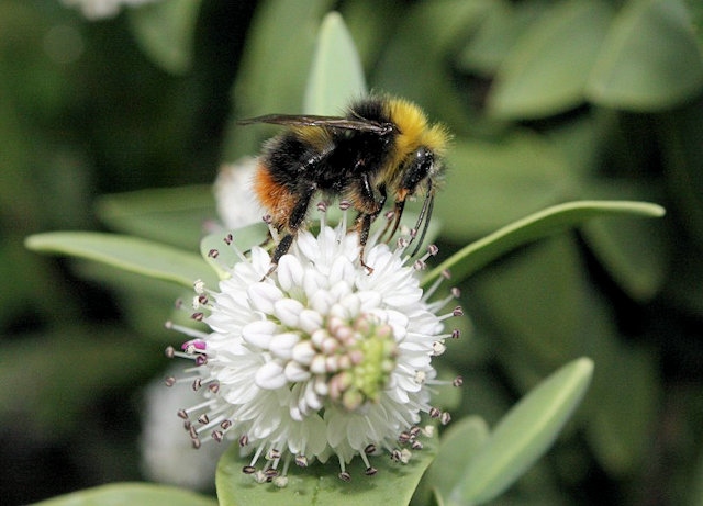 Bumblebee enjoying time on a garden flower 