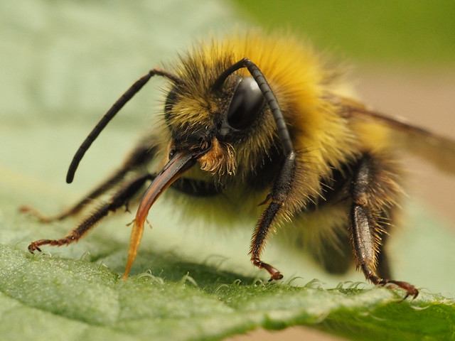 Early Bumblebee, Bombus pratorum. Les Moore