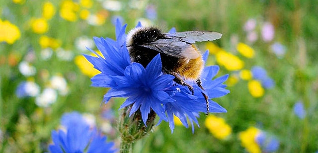 Bee on wildflowers 