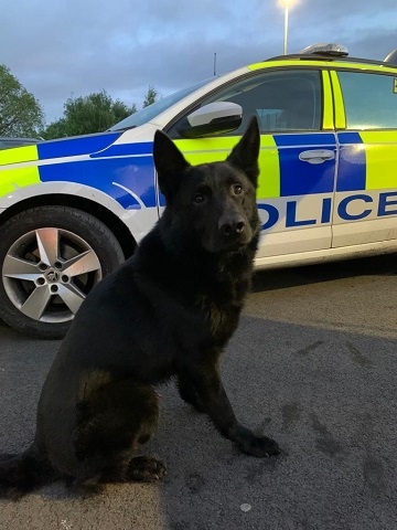 Police dog Jaegar was on hand to detain a teenage thief suspect after officers from the Tactical Vehicle Intercept Unit pursued a car in Heywood