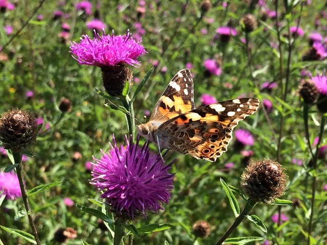 Painted Lady on common knapweed in long grass lawn