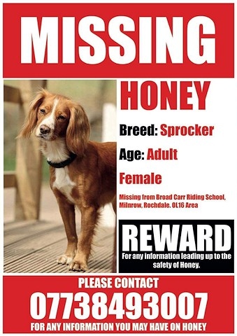 Honey went missing from Broad Carr Riding School, Milnrow