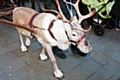 Santa’s reindeer will be flying into town and resting on The Butts between 11am – 3pm on Saturday 6 December where children can pet the reindeer and have their photograph taken 