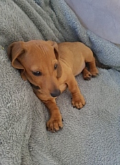 12-week old tan Dachshund puppy 