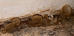 Mushrooms in the skirting board within the kitchen of Shannon's home