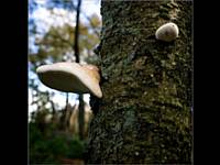 Mick Tilley - Bracket Fungus