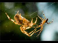 MikeDavis - Garden Spider Encounter