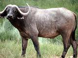 Water Buffalo