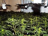 Middleton cannabis farm uncovered