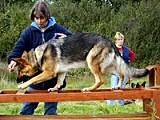 Cath Phillips training a German Shepherd dog