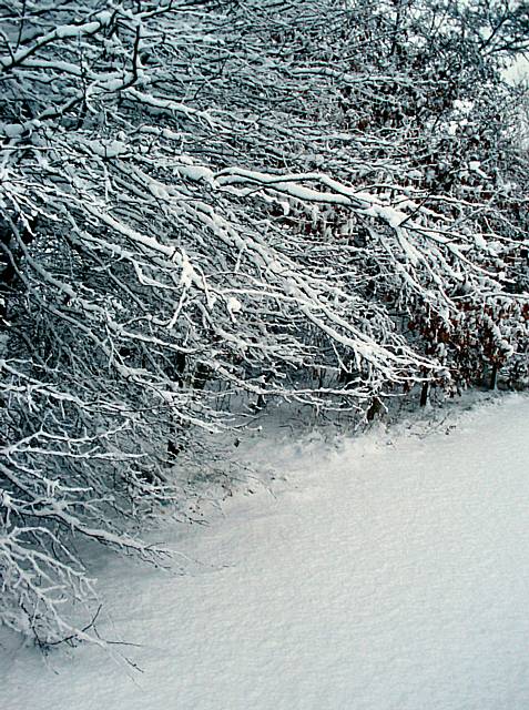 Snow scenes in Kingsway.