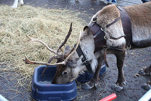 Reindeer Parade