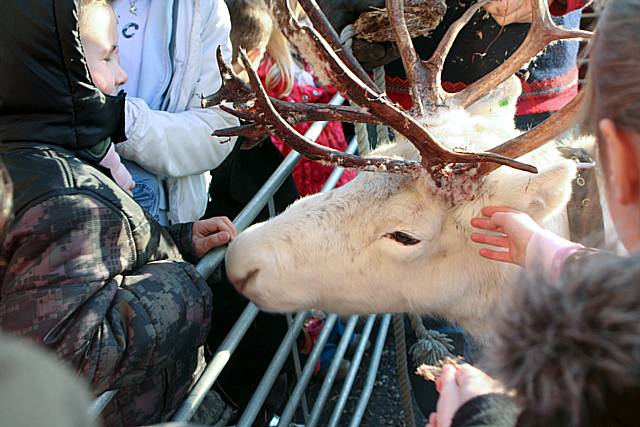 Reindeer Parade