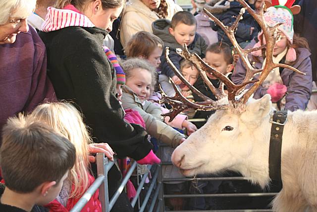 Reindeer Parade