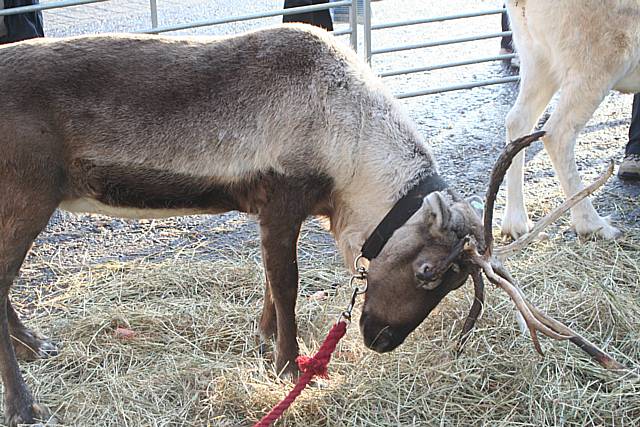 Reindeer Parade