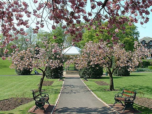 Cherry blossom in bloom at Hare Hill Park