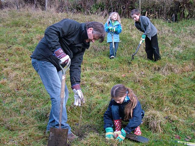 Planting oak saplings.