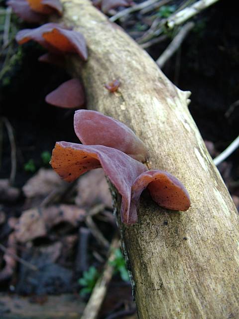 Woodland fungi.