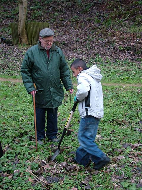 Alder planting.