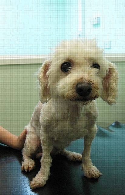 Dumped: This dog was found tied to a tree in the North West of England