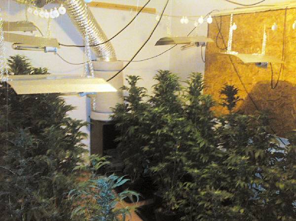 Success: Police uncover a £30,000 cannabis farm