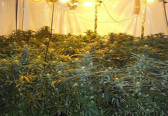 Drugs farm found (Heywood)