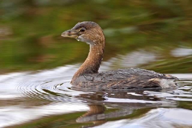 The Pied-billed Grebe at Hollingworth Lake