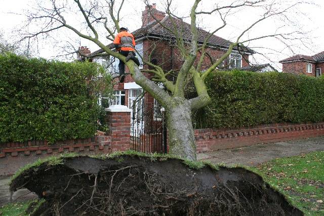 The tree smashed into Mrs Bull's home on Crompton Avenue, Rochdale, photo taken by neighbour Peter Fitchett