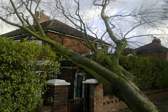 The tree smashed into Mrs Bull's in the early hours of this morning (12 November 2010)