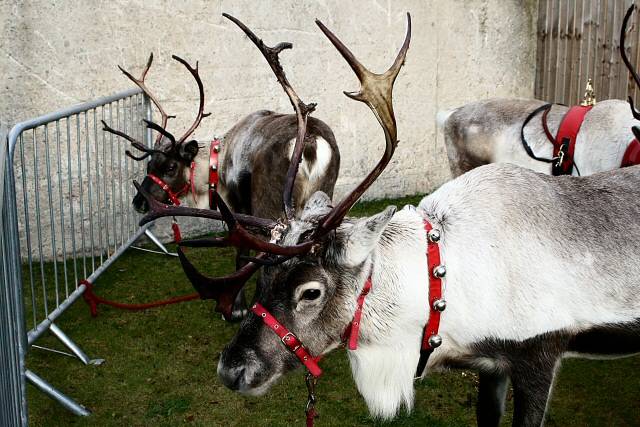 Father Christmas and his reindeer visit Middleton