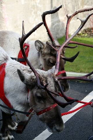 Father Christmas and his reindeer visit Middleton