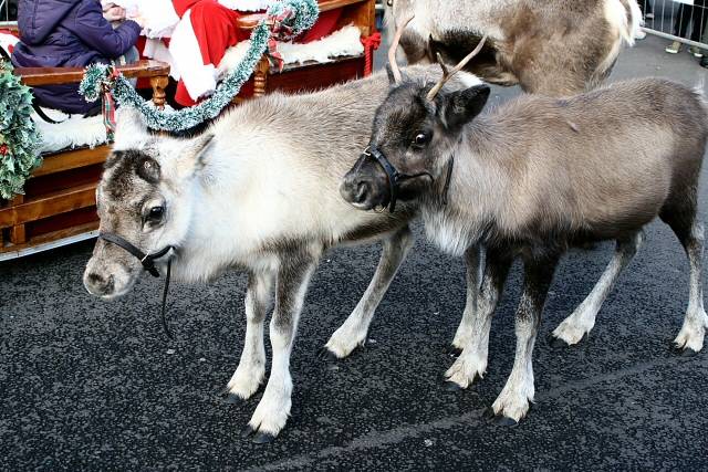 Father Christmas and his reindeer visit Middleton